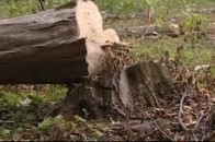Порушено кримінальну справу щодо лісничого, який за хабар дозволив зрубати 29 дубів