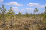Черемський заповідник, що на Волині, зацікавив французів