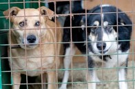 Представники луцького зоопарку на будівництво собачого притулку просять у держави майже 3 мільйони гривень