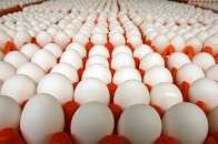 У серпні на Волині найбільше подорожчали яйця та м’ясо