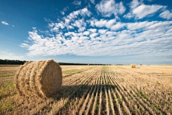 За серпень на Волині отримали 697 тис. грн від продажу комунальних наділів
