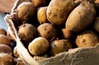 Цьогоріч волиняни можуть похвалитись хорошим врожаєм картоплі