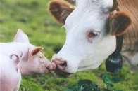 На Волині обсяги виробництва тваринницької продукції з початку року зросли майже на 5%