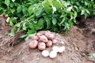 Волинські аграрії зібрали картоплі  на 16,2% більше, ніж торік