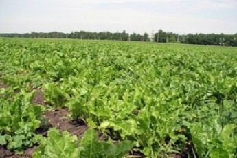 На Волині обговорили питання збору цукрового буряку