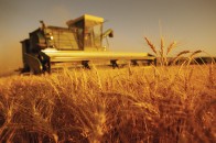 Цьогоріч волиняни зерна зібрали на 15,8% більше ніж торік
