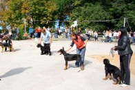 У Луцьку відбудеться виставка собак