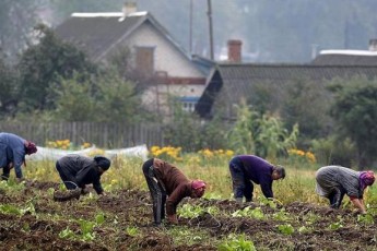 Влада не дозволить селянам заробити на картоплі