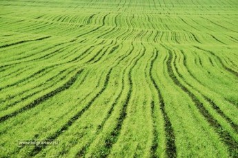 Волинь засіяли озимими зерновими на 93,2%