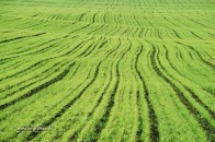 Волинь засіяли озимими зерновими на 93,2%