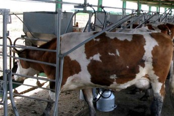 Волинським селянам відшкодують понад 7 мільйонів гривень на доїльні апарати?