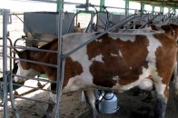 Волинським селянам відшкодують понад 7 мільйонів гривень на доїльні апарати?