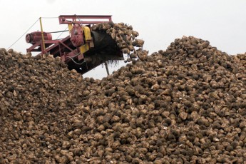 На Волині цукрові заводи безкоштовно роздають жом
