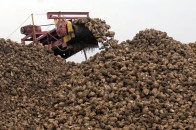 На Волині цукрові заводи безкоштовно роздають жом