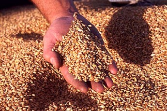 Цьогоріч волинські аграрії поставили Аграрному Фонду 22,5 тисяч тонн зерна