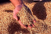 Цьогоріч волинські аграрії поставили Аграрному Фонду 22,5 тисяч тонн зерна