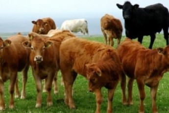 Волинським селянам за продаж ВРХ на м'ясопереробні підприємства держава буде доплачувати 2,5 гривні за кілограм