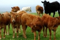 Волинським селянам за продаж ВРХ на м'ясопереробні підприємства держава буде доплачувати 2,5 гривні за кілограм