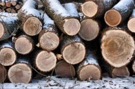 На Волині лісничий нарубав собі лісу на 225 тисяч гривень