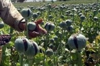 Волинські правоохоронці вилучили у 54-річної жінки 850 рослин снодійного маку