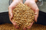 На Волині цьогоріч зібрали зерна на 12,6% більше, ніж торік