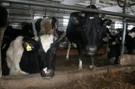 Волинські сільгосппідприємства на 11% збільшили обсяги вирощування худоби та птиці