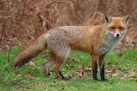 Єврокомісія виділила для Волині понад мільйон євро на вакцинацію тварин