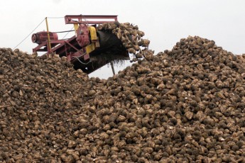 Волинські господарства очікують на 660 тисяч тонн врожаю цукрового буряку