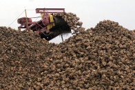 Волинські господарства очікують на 660 тисяч тонн врожаю цукрового буряку