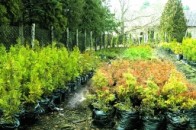 Волинські лісівники планують зайнятися продажем декоративного садивного матеріалу