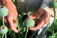 Волинянину присудили рік умовно за вирощування снодійного маку