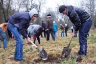 Луцький парк «збагатили»  на  500 дерев
