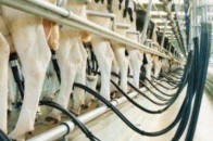 43 волинських господарств отримали доїльні апарати