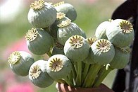На Волині пенсіонерку за вирощування маку засудили на 4 роки