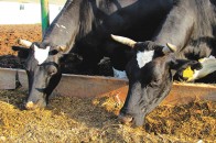 На Волині селяни отримуватимуть дотації за продаж великовагової худоби на м'ясопереробні підприємства