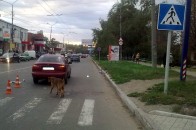 У Луцьку водій автобуса збив пішохода та зник з місця пригоди