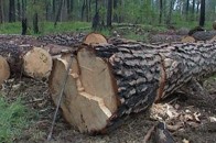 Троє волинян попались на крадіжці лісоматеріалів з пилорами