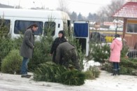 У Луцьку з 15 грудня продаватимуть ялинки до Новорічних свят