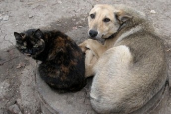 Луцькі депутати не заперечили проект створення собачого притулку «Ласка», але визнали його ще «сирим»