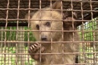 Благодійність чи ведмежі послуги?
