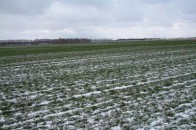 На Волині проводять страхування озимої пшениці на період перезимівлі