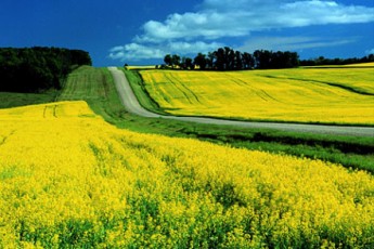На Волині землевпорядники передали у приватну власність 750 тисяч га земель