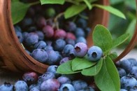 На Волині жінка пішла до лісу по гриби, а повернулась з кошиком… ягід