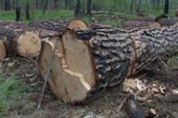 Волинські правоохоронці затримали чоловіка, який незаконно вирубав  111 дерев