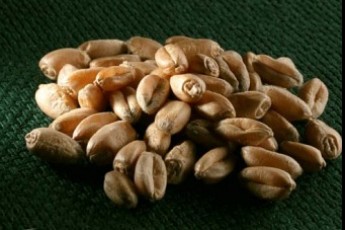 Волинь вже уклала контракти на поставку 22,5 тисяч тонн зерна в 2013 році