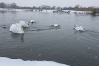 На Ковельському водосховищі знову оселилися лебеді