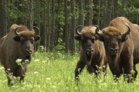 Борис Клімчук наказав полічити всіх волинських зубрів