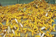 Двоє волинян вкрали сім мішків кукурудзи з підприємства