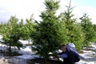 Волинські лісівники 