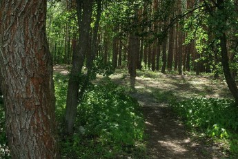 За минулий рік на Волині площа лісів збільшилась на 275 гектарів